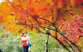 11th Changsha Yuelu Mountain Red Maple Festival