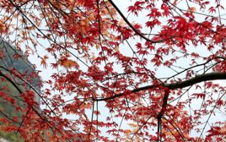 Stunning Color of Maple Leaves at Zhangjiajie Scenic Area