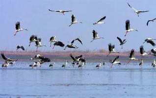 Dongting Lake Birdwatching Contest Slated for December