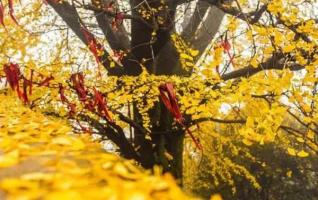 Best Spots for Gingko Leaf Peeping Around Hunan