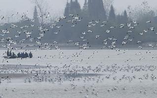 More Water Birds Overwinter in Dongting Lake