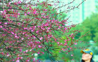 Red Plum Blossoms in Freezing Cold Weather in Changsha