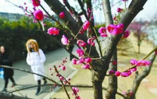 Flowers Blossom at Day of “Lichun”