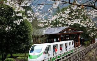 Zhangjiajie Flower Tour Schedule