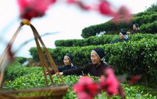 Spring Tea Enters Picking Season in Hunan Tongdao