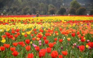 Hunan World Famous Flowers Eco-cultural Festival