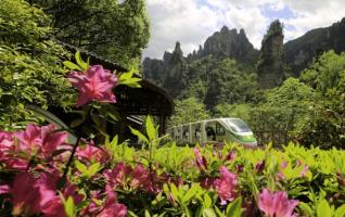 Spring Flowery Scene in Zhangjiajie