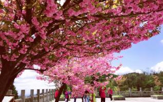 Spring is coming, Tianmenshan flowers rush to open