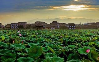 Appreciating Lotus Flowers in Hunan