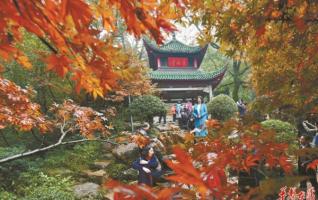 Yuelu Mountain Enters Best Maple Tree Watching Season