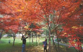 Amazing Maple Leaves Scene in Zhangjiajie