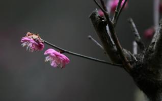 The plum blossoms of Huangshizhai Meiyuan greet the arrival of spring